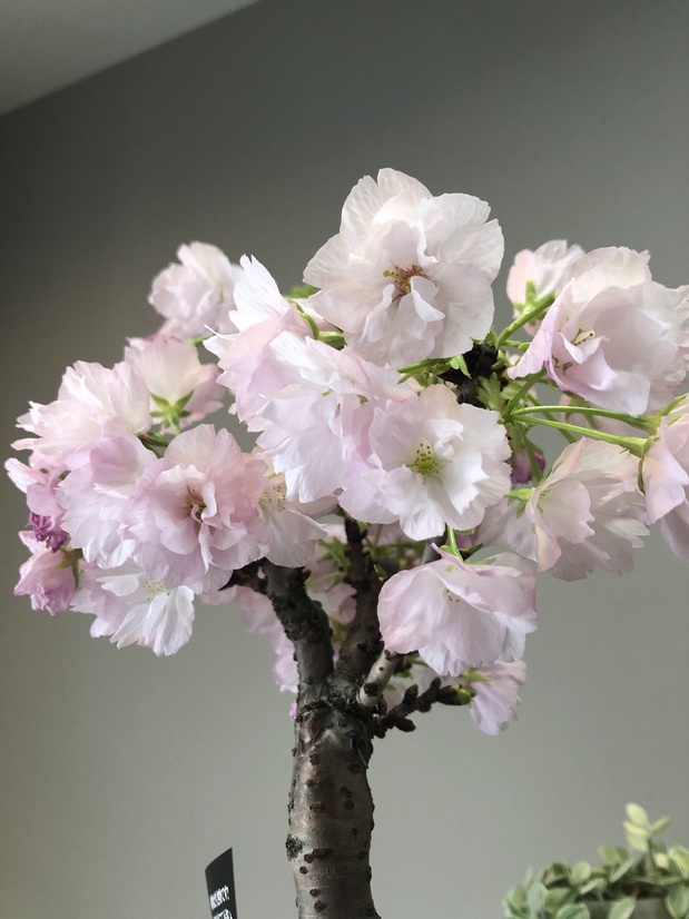 ２０２１桜開花.jpg